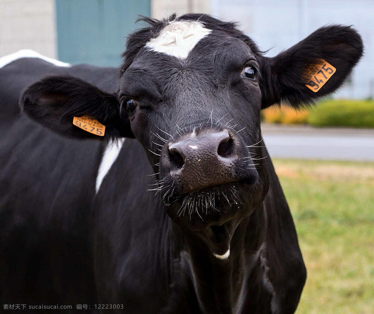 牛 黑牛 牛高清 牛高清图片 牛素材 奶牛 大黑牛 牛牛 牛图片 牛摄影图 牛卡通 牛宝宝 蒙古牛 肉牛