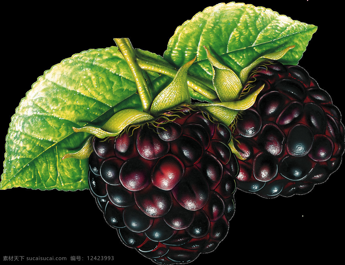 黑树莓 水果 手绘风格 野果 美味 酸甜 绿叶 免抠 实用性 强 生物世界
