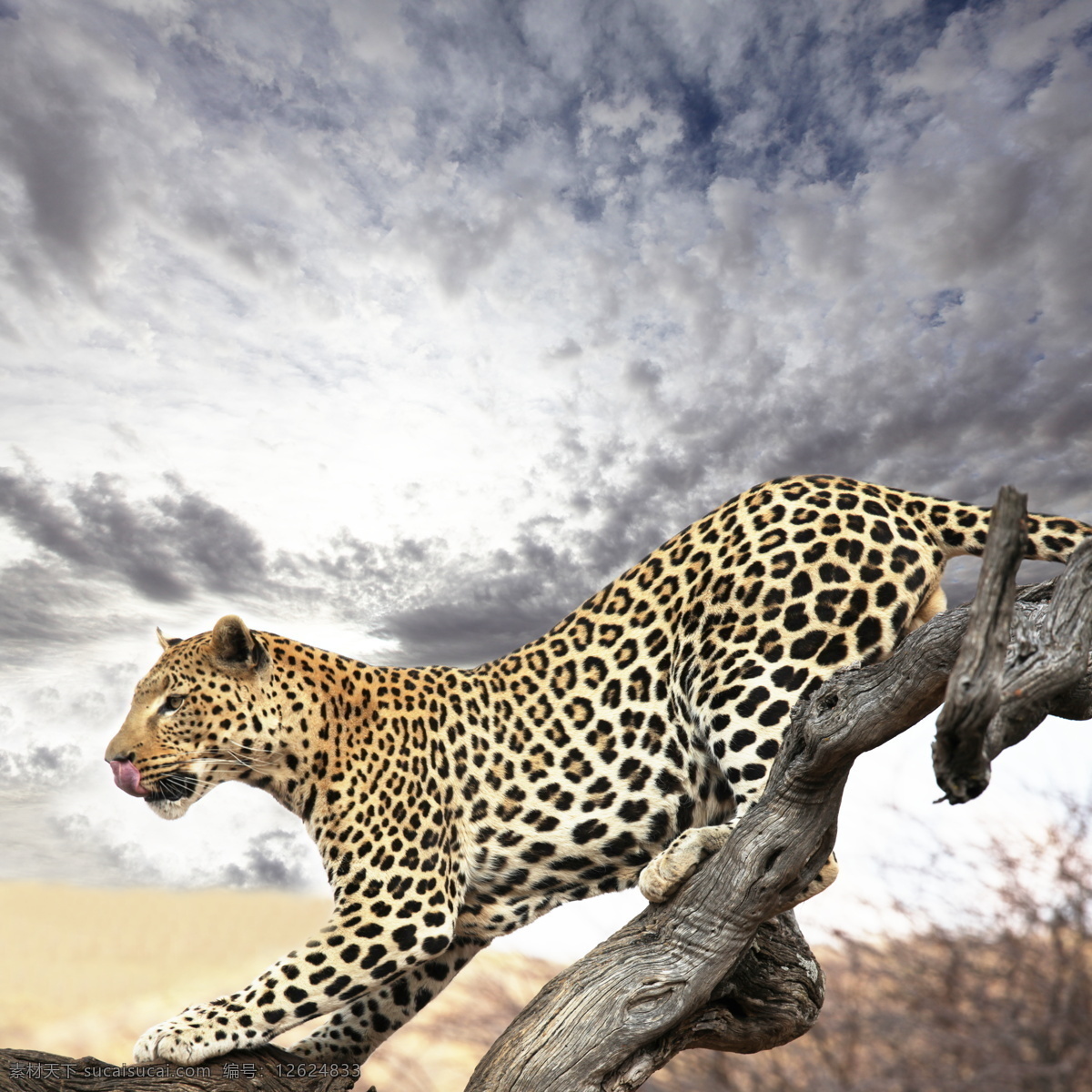 猎豹 野生动物 高清 动物摄影 生物世界