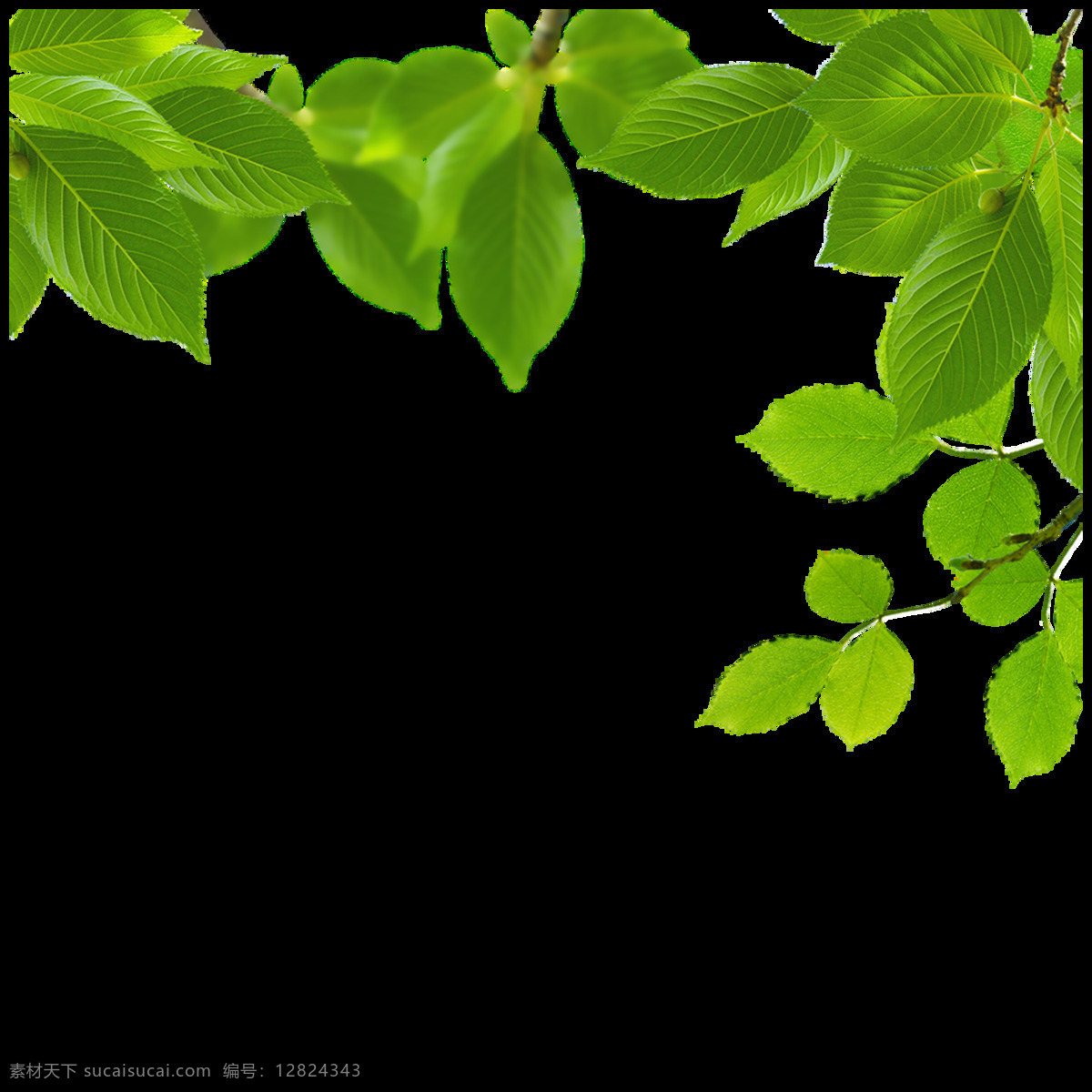 绿色 清晰 树叶 元素 清新 生机 绿叶 树枝 免抠 环保