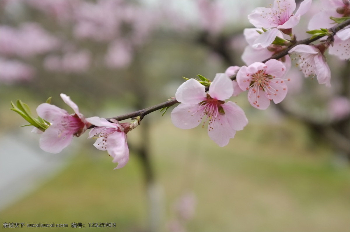 一枝梅 梅花 春梅 白梅 开花 花草 生物世界