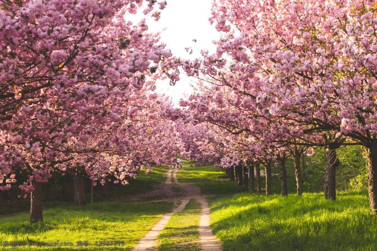 樱花大道 樱花海 樱花园 花朵绽放 花团锦簇 粉色樱花 绿色草坪 春天 风景 自然景观 山水风景