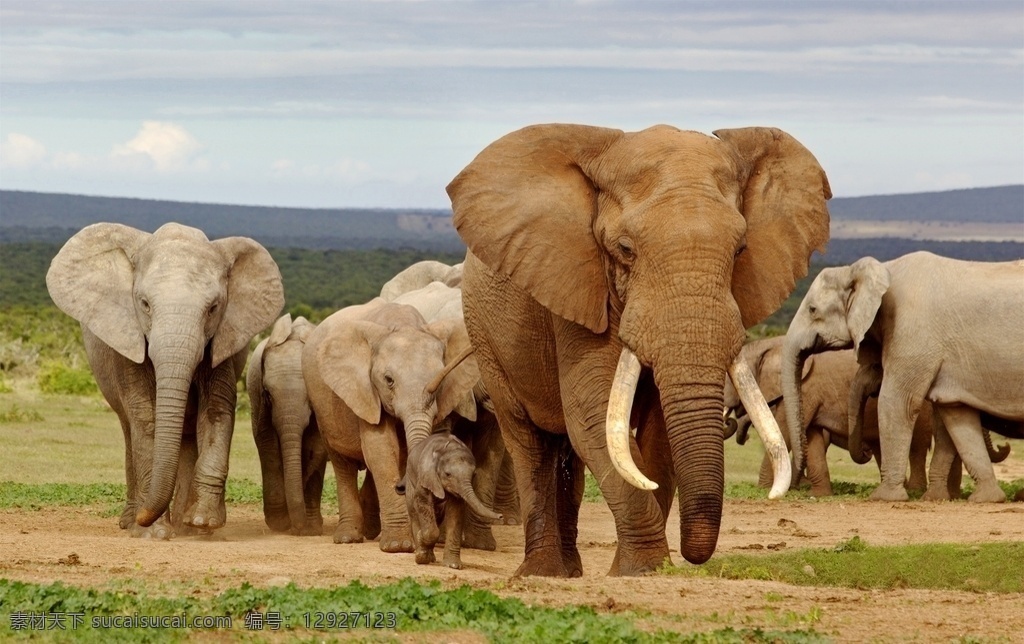 大象图片 大象 小象 象群 夕阳 漫步 迁徙 野外 嬉戏 跋涉 动物 生物世界 野生动物