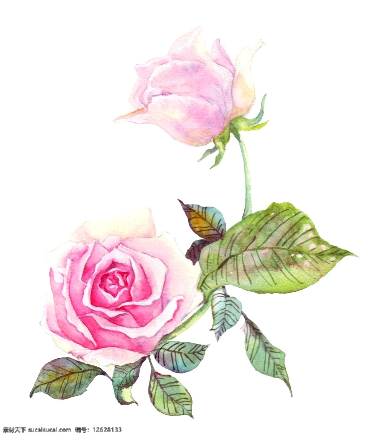 手绘 粉色 玫瑰 水彩 花卉 玫瑰的花卉 粉色的玫瑰 卡通插画 手绘插画 花朵 花瓣 鲜花 绽放 盛开 漂亮的玫瑰