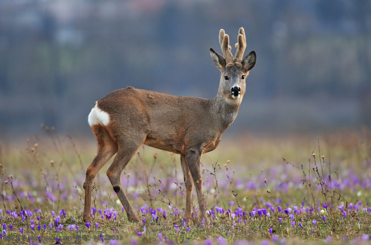 鲜花 草地 上 小鹿 鹿 野生动物 鲜花草地 动物摄影 其他类别 生活百科
