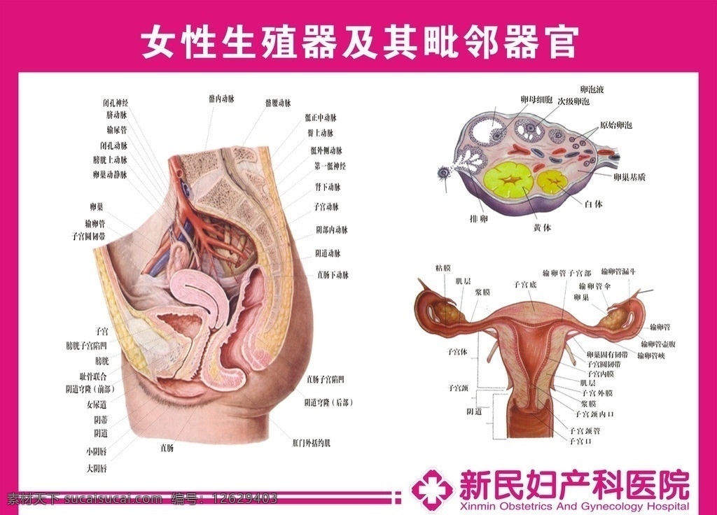 女性 生殖 解剖 图 阴道 子宫解剖图 人体解剖图 输卵管 子宫 矢量 院内广告
