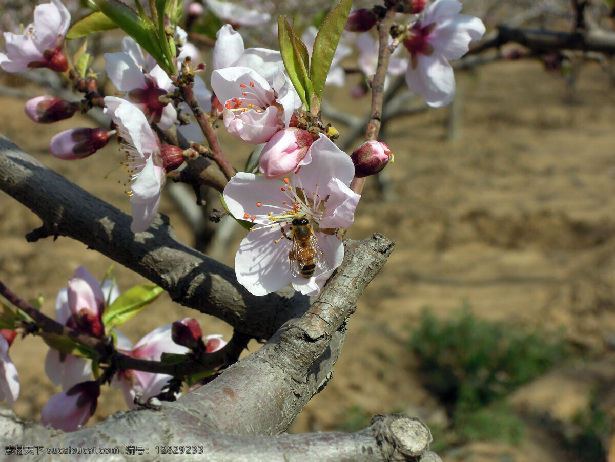桃花 蜜蜂 春天 花草 蜜蜂采蜜 生物世界 桃树 桃花蜜蜂 桃林 psd源文件