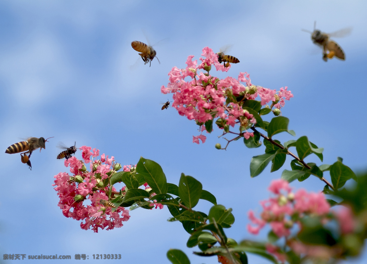 蜜蜂采花 飞翔的蜜蜂 中华蜜蜂 花开 花卉 紫薇花开 红花绿叶 昆虫 生物世界