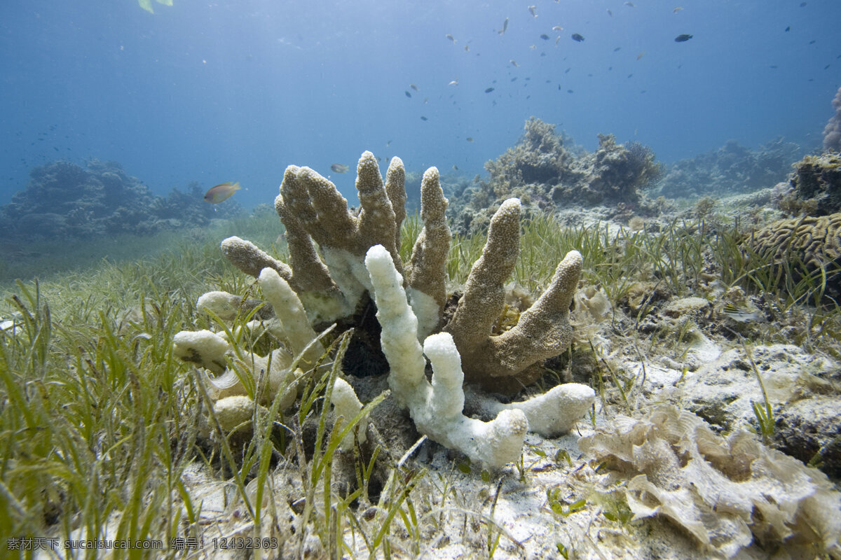 漂亮 珊瑚 海底摄影 海底世界 海底 海洋 大海 海中生物 自然界 珊瑚礁 大海图片 风景图片