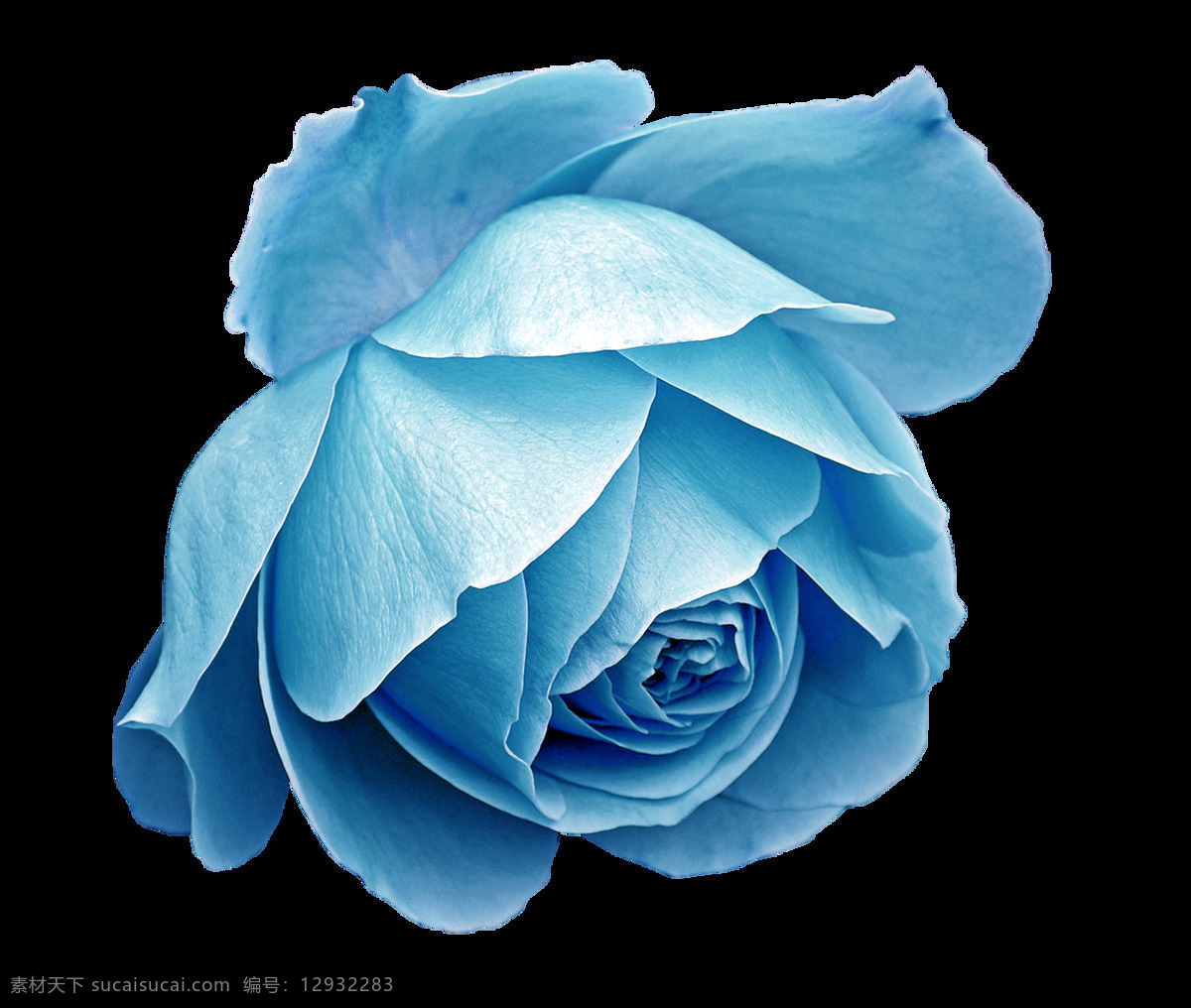 彩绘 蓝色 玫瑰 美图 元素 png元素 海报 免抠元素 情人节 透明元素