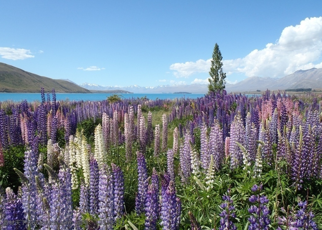 野花大图 野花 野花图片 自然风光 花草 紫色花 蓝天 白云 野外 风景 生物世界