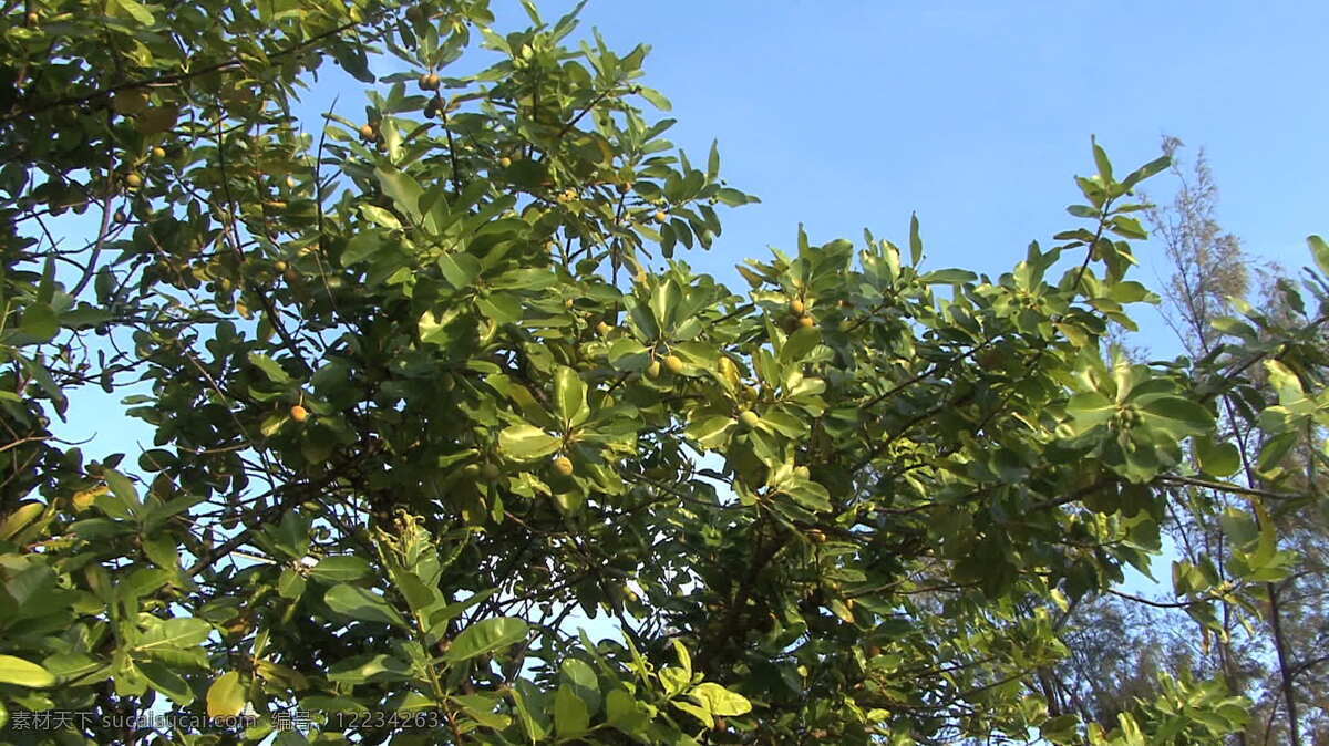 澳洲 坚果 股 亚 提 放大 录像 岛 热带 食品 树 树叶 树枝 水果 植物 赖阿特亚岛 法属波利尼西亚 视频 其他视频