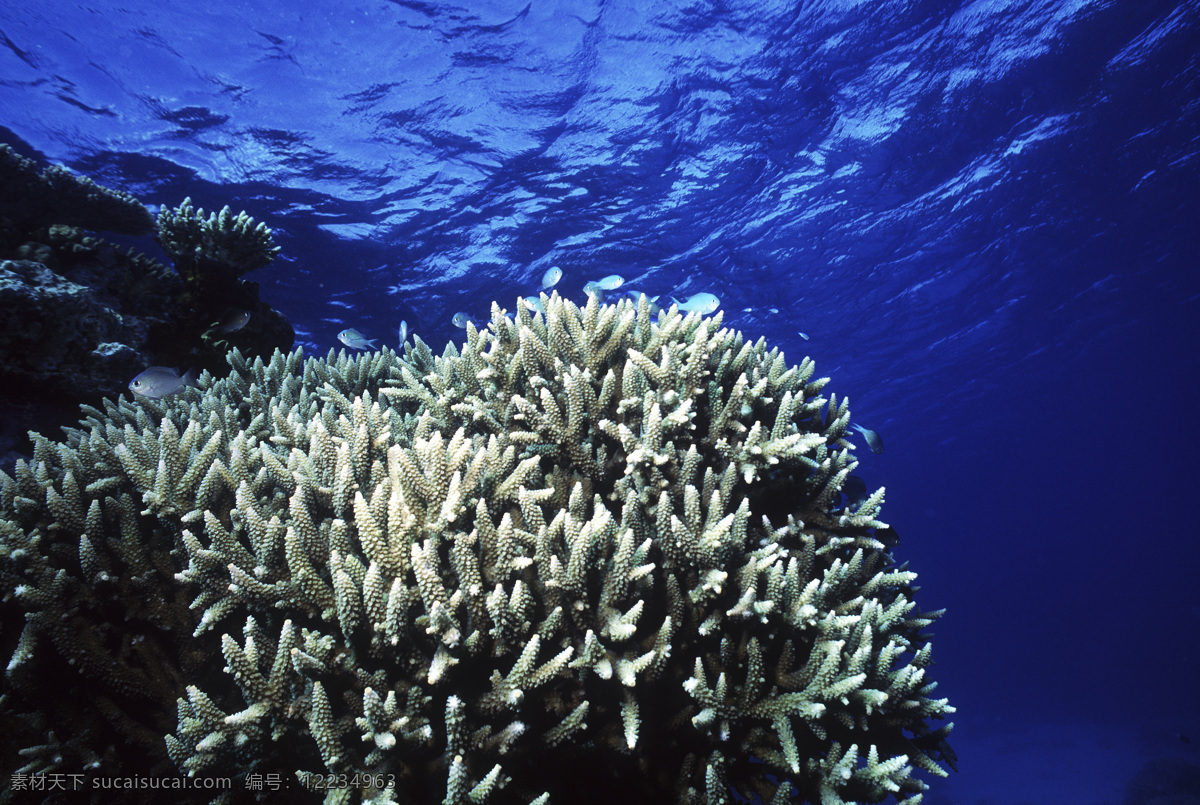 全球 首席 大百科 海底 潜水 潜水员 珊瑚 深海 探索 探秘