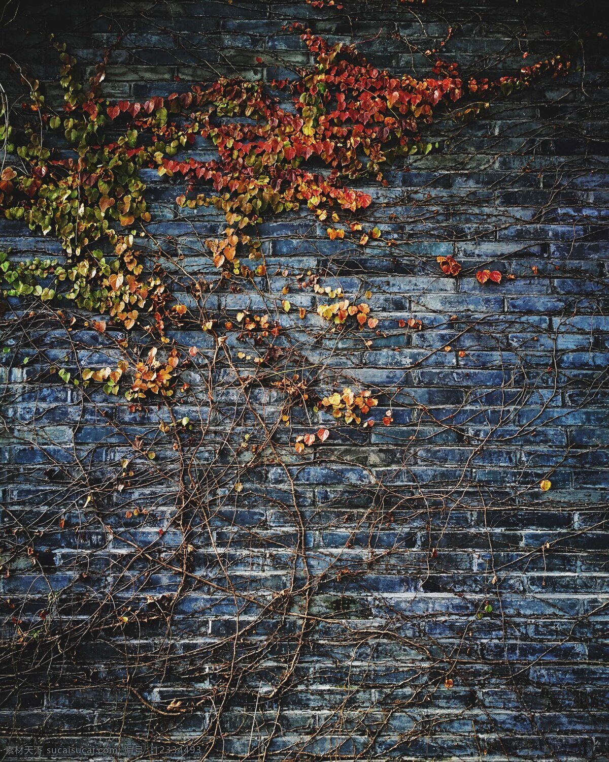 复古墙 砖墙 旧墙 复古砖墙 树腾 干树枝 枯树枝 树叶 禅意 禅 自然景观 自然风景