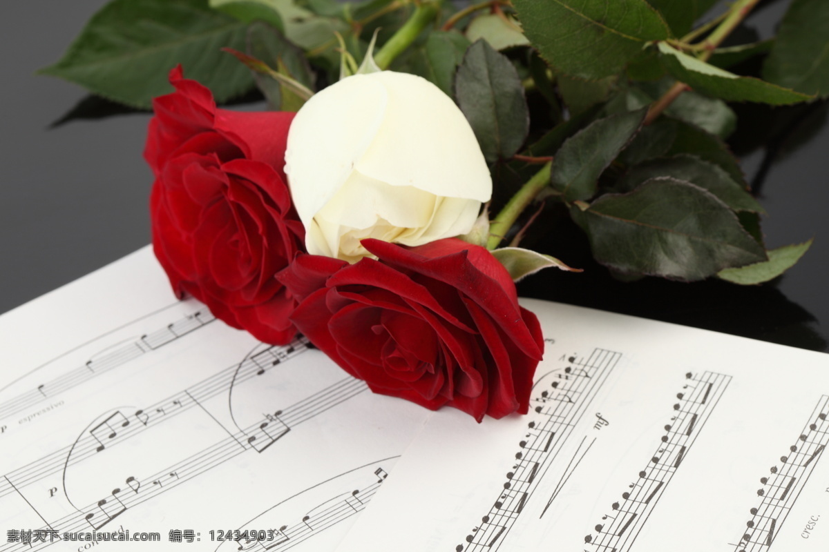 玫瑰花 乐谱 音乐 鲜花 花朵 红玫瑰 白玫瑰 乐器 影音娱乐 生活百科