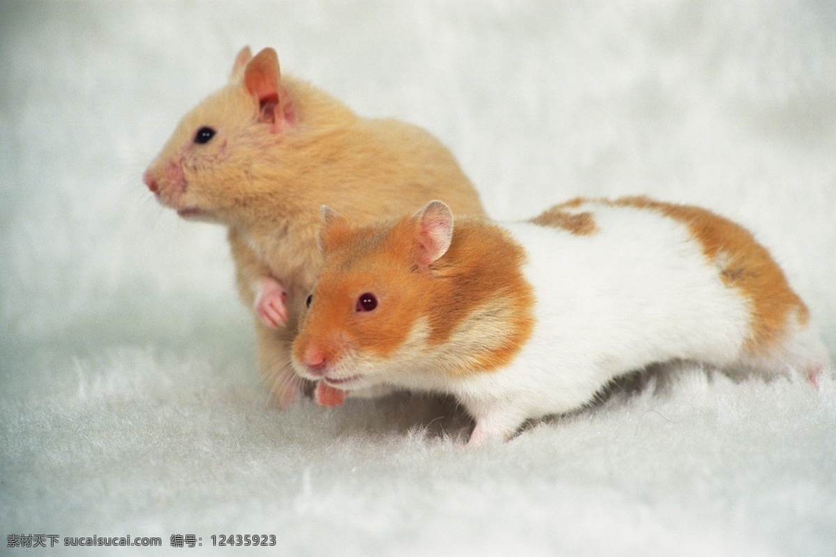 可爱仓鼠 动物世界 可爱 小动物 宠物 老鼠 仓鼠 水中生物 生物世界 白色