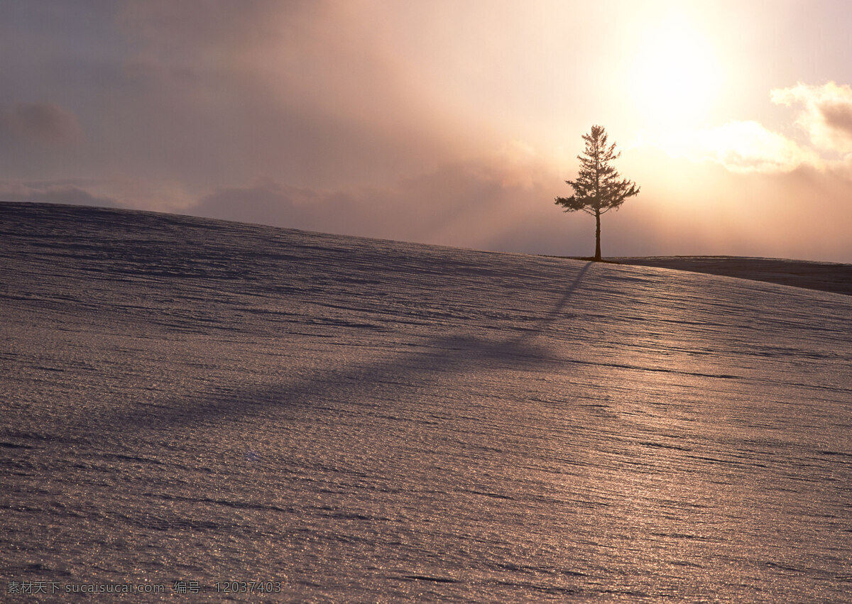 冬天雪景摄影 四季风景 美丽风景 美景 自然景色 树木 一望无垠 天空 冬天雪景 雪地 积雪 自然风景 自然景观 黑色