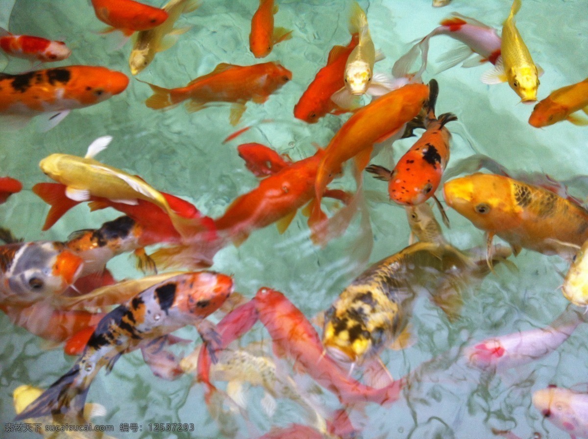 群 鱼 金鱼 鲤鱼 清水 生物世界 鱼类 群鱼 嬉戏 池