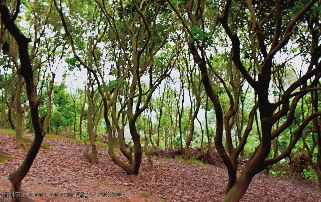 荔枝园 荔枝树 树林 森林 树木 野外 茂盛的树木 山林 树 自然景观 自然风景