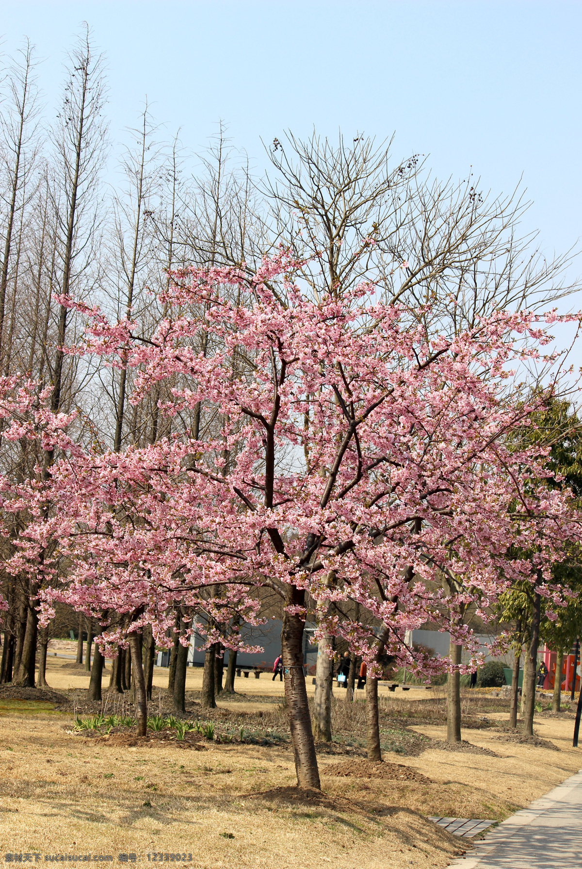 樱花 樱花树 日本樱花 浪漫樱花 樱花花瓣 樱花林 日本 鲜花 花朵 花卉 花草 粉色花朵 粉花 小红花 花草植物 生物世界
