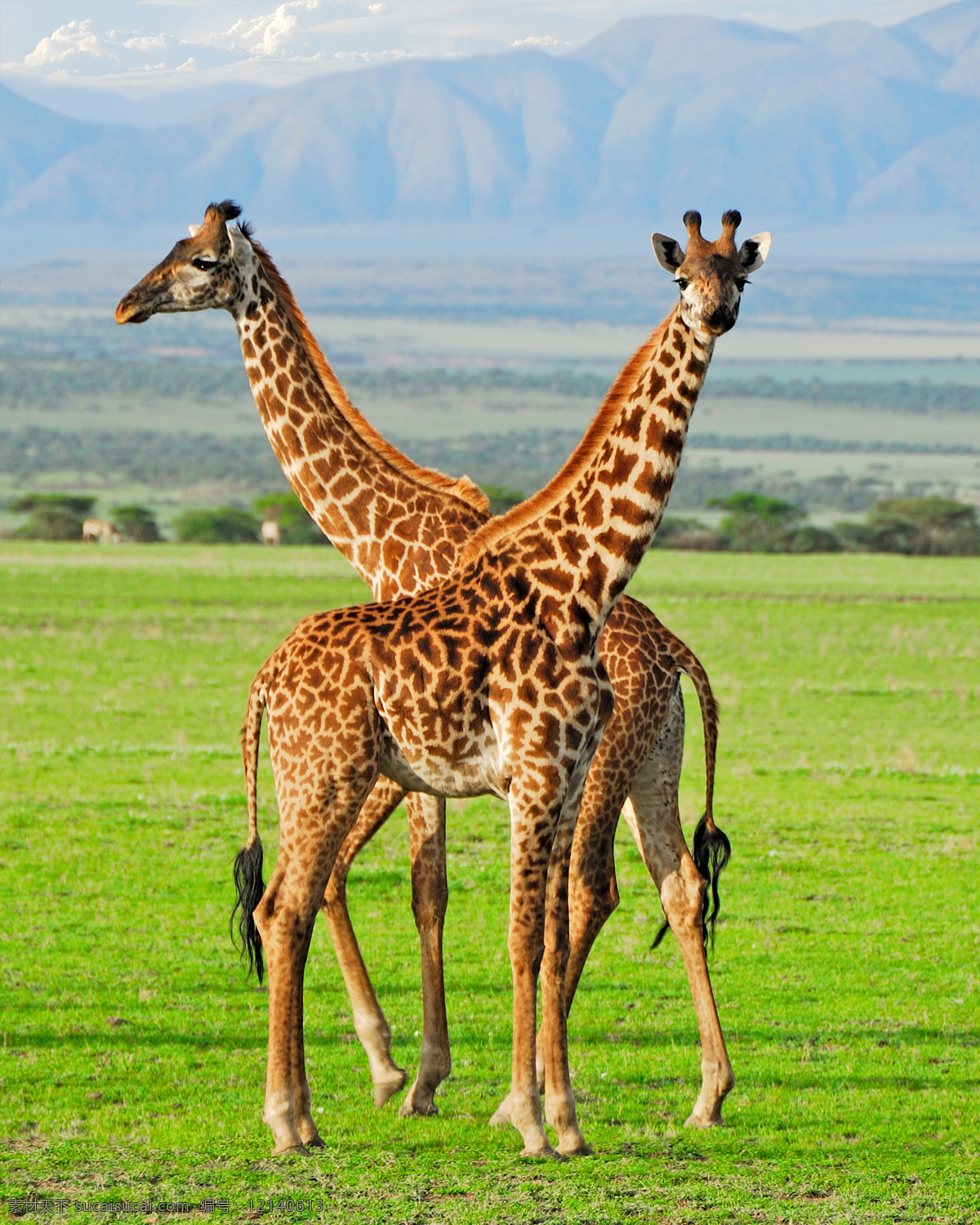 长颈鹿 长颈鹿群 鹿 长脖鹿 草原 绿草 非洲 草原地带 陆生动物 草食动物 动物 生物世界 野生动物