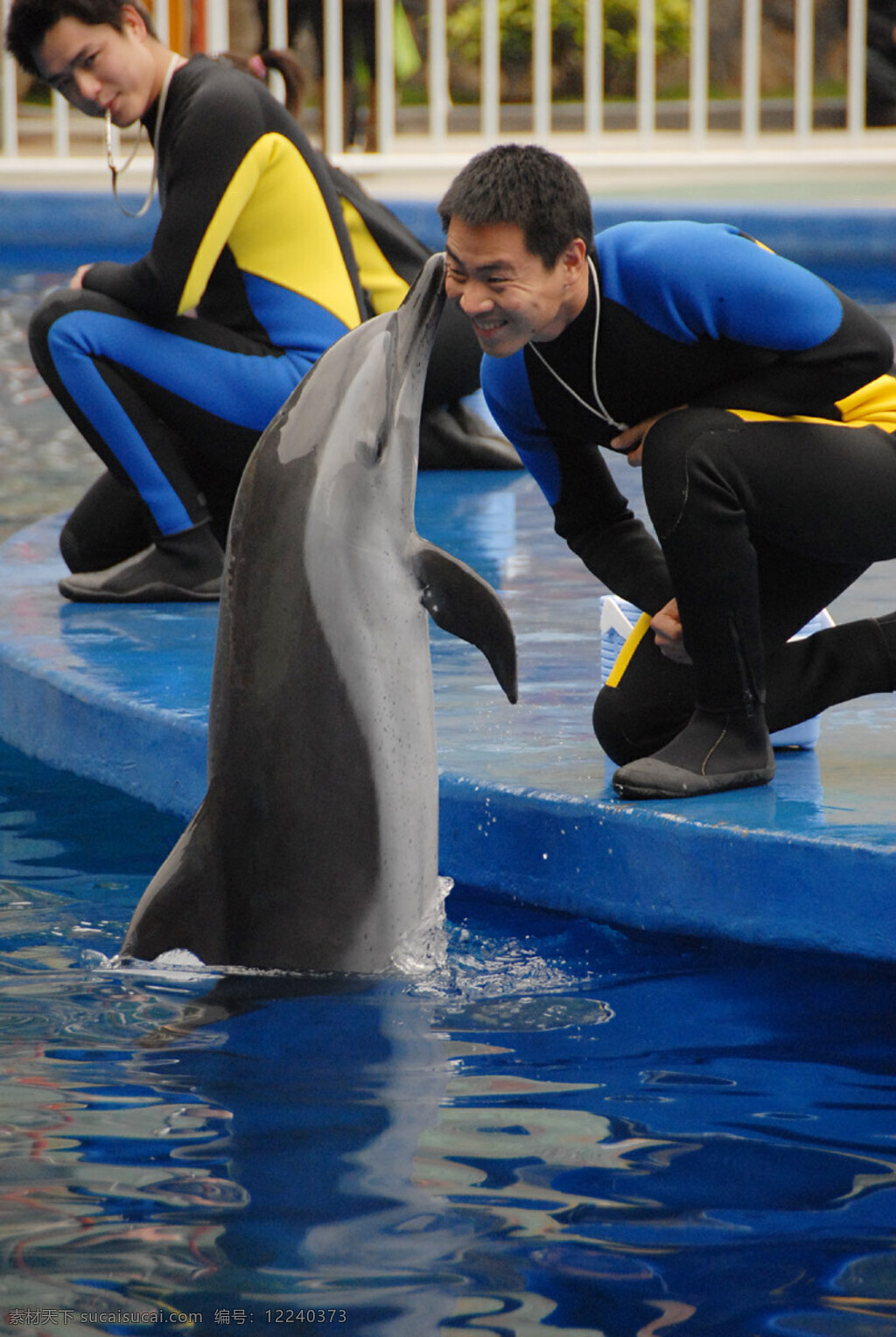 海豚亲吻 海豚 亲吻 海洋 动物 海洋生物 生物世界