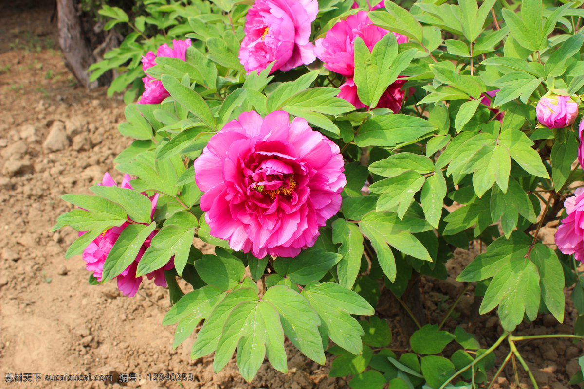 牡丹花图片 牡丹 花中之王 冠压群芳 鲜花 粉色花朵 花 红花绿叶 牡丹花 粉牡丹 花开富贵 国色天香 自然景观 自然风景