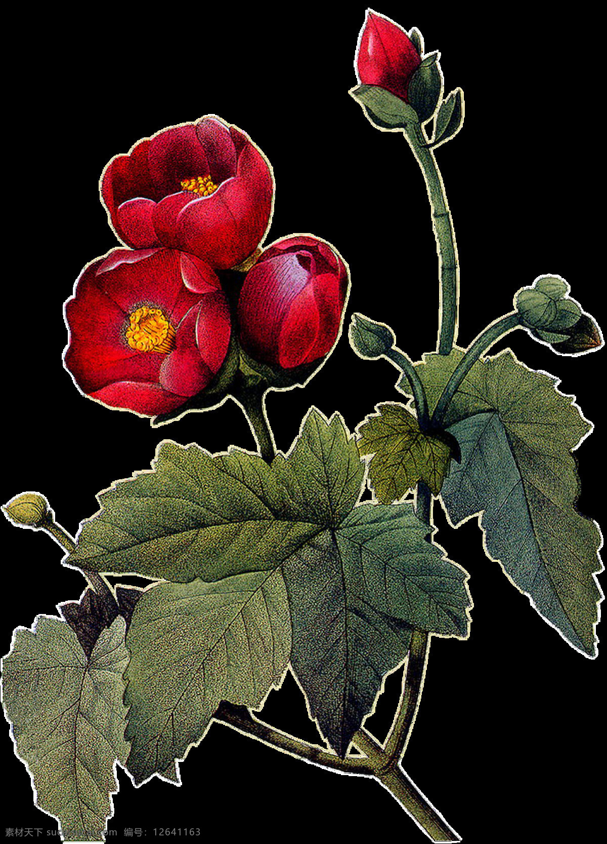 株 红花绿叶 植物 透明 花苞 花朵 花枝 免扣素材 树叶 透明素材 装饰图片