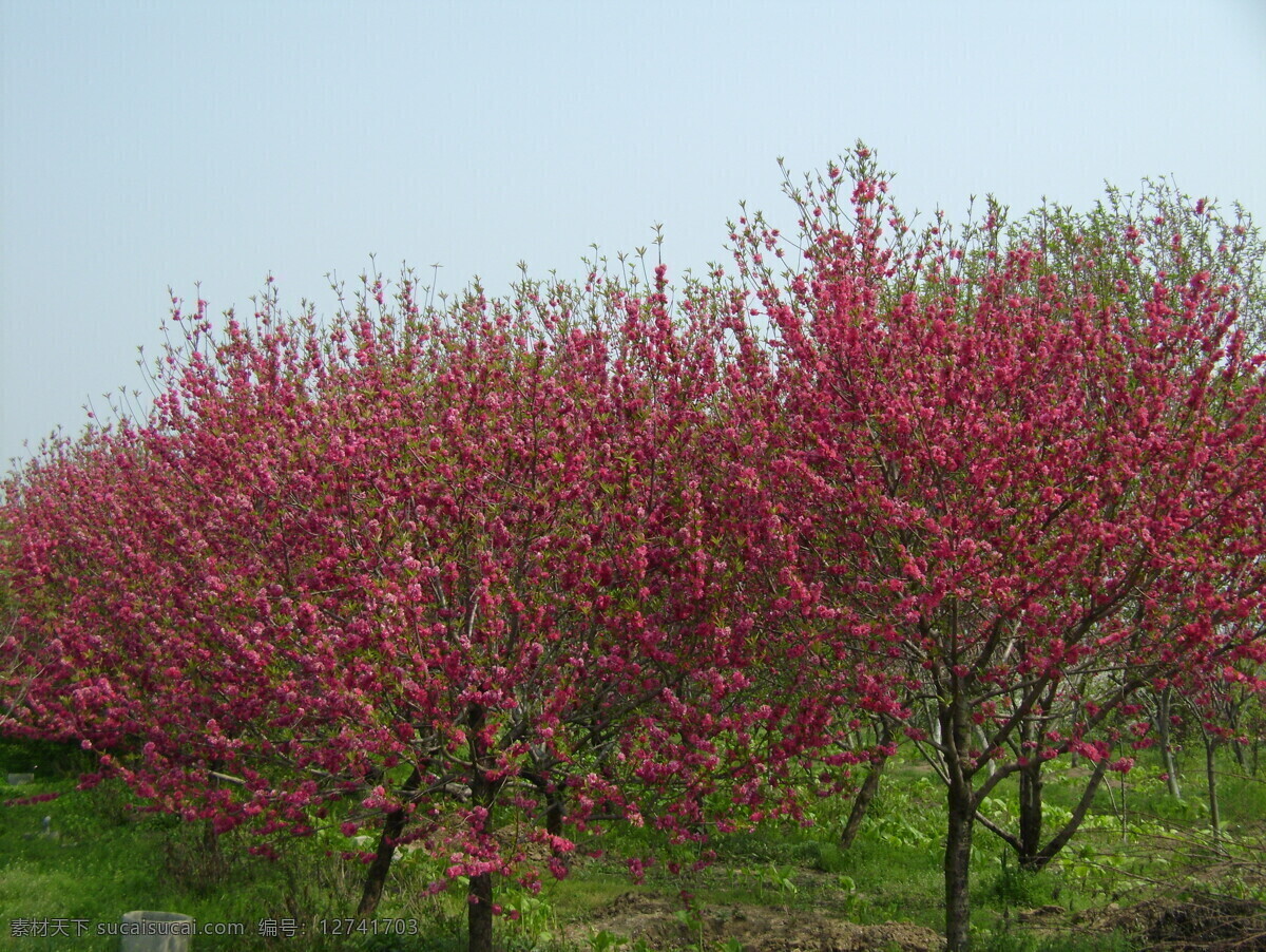 桃花园 桃花红 红桃花 绿叶 桃花树 田园风光 自然景观