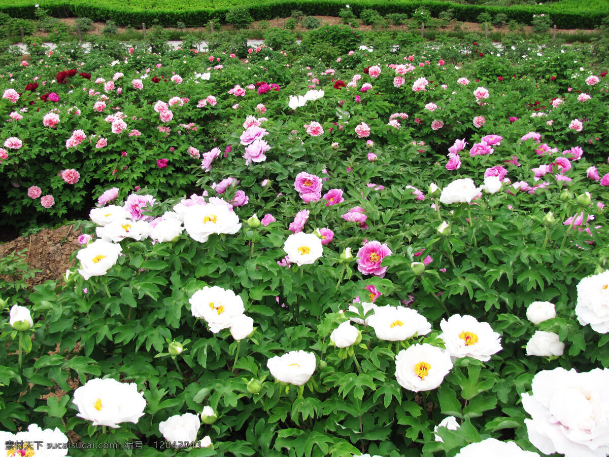 牡丹园 洛阳牡丹 牡丹特写 五彩牡丹 花草 生物世界