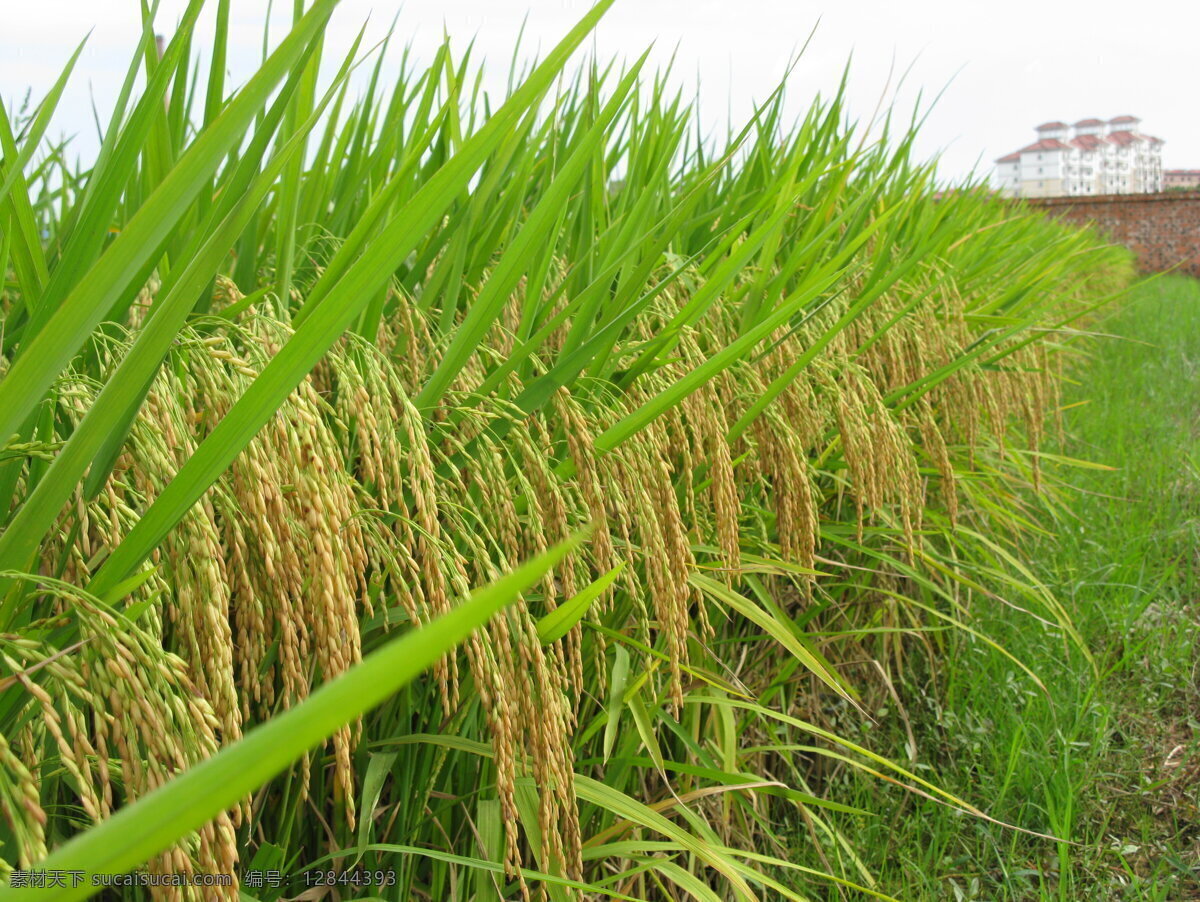 水稻 稻 现代科技 植物 农业生产 矢量图 日常生活