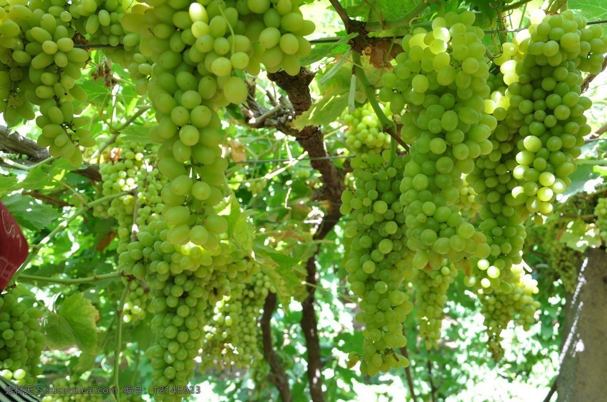 新疆 新疆特产 新疆葡萄 新疆葡萄沟 葡萄 生物世界 水果