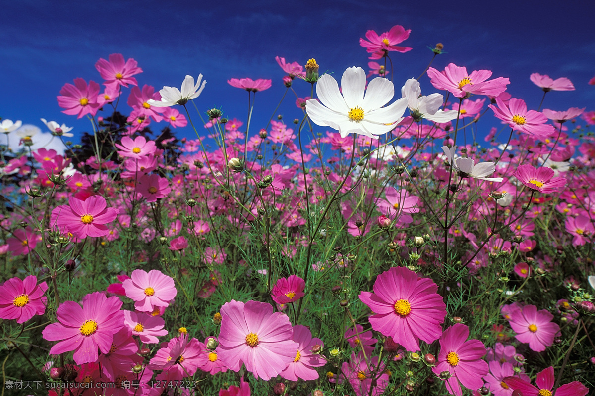 富士 山边 野花 花朵 日本 富士山 外国风光 花卉 花丛 蓝天 大地 自然 风景 生物世界 花草 摄影图库