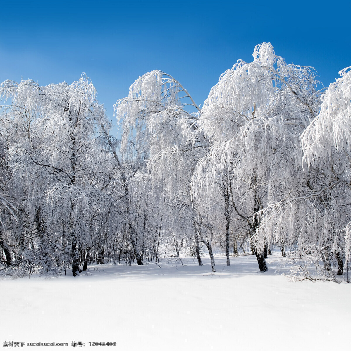 冬天 积雪 美景 冬季 雪景 美丽风景 景色 雪地 森林 树木 山水风景 风景图片