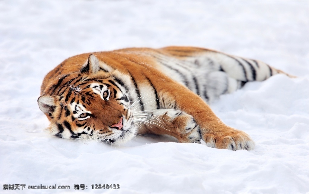 虎 猛兽 野生动物 陆地动物 动物 小老虎 幼虎 大自然 华南虎 东北虎