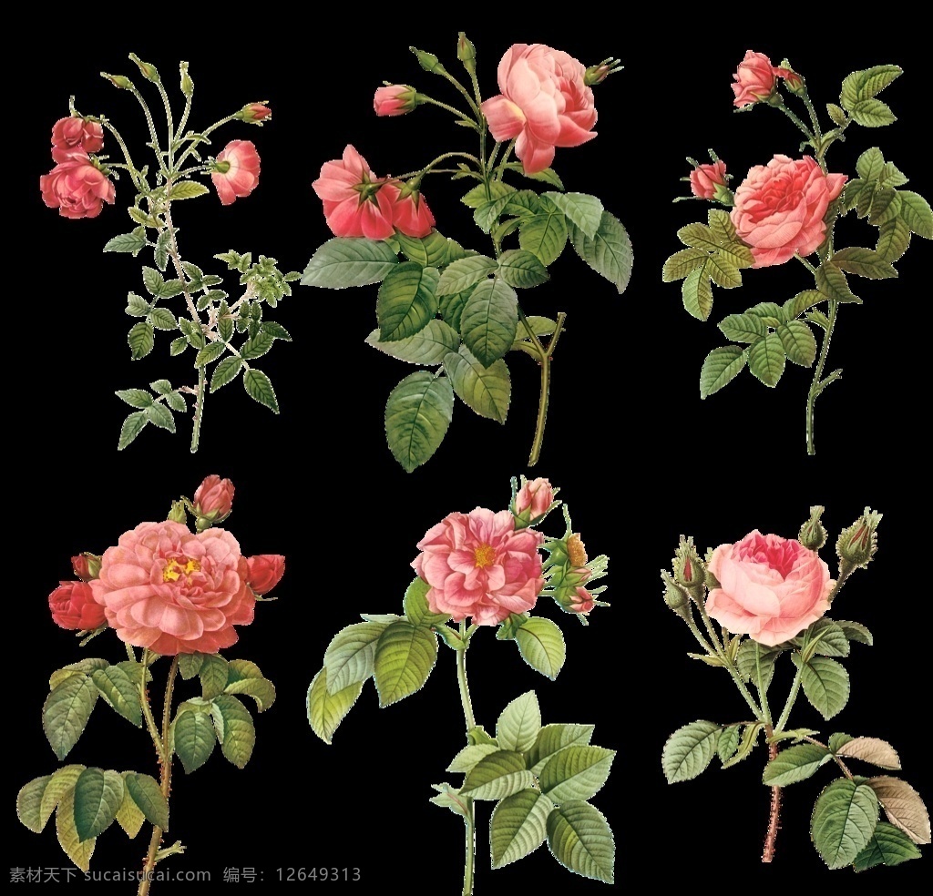 玫瑰花图片 玫瑰花 手绘花 花卉 印花 数码印花