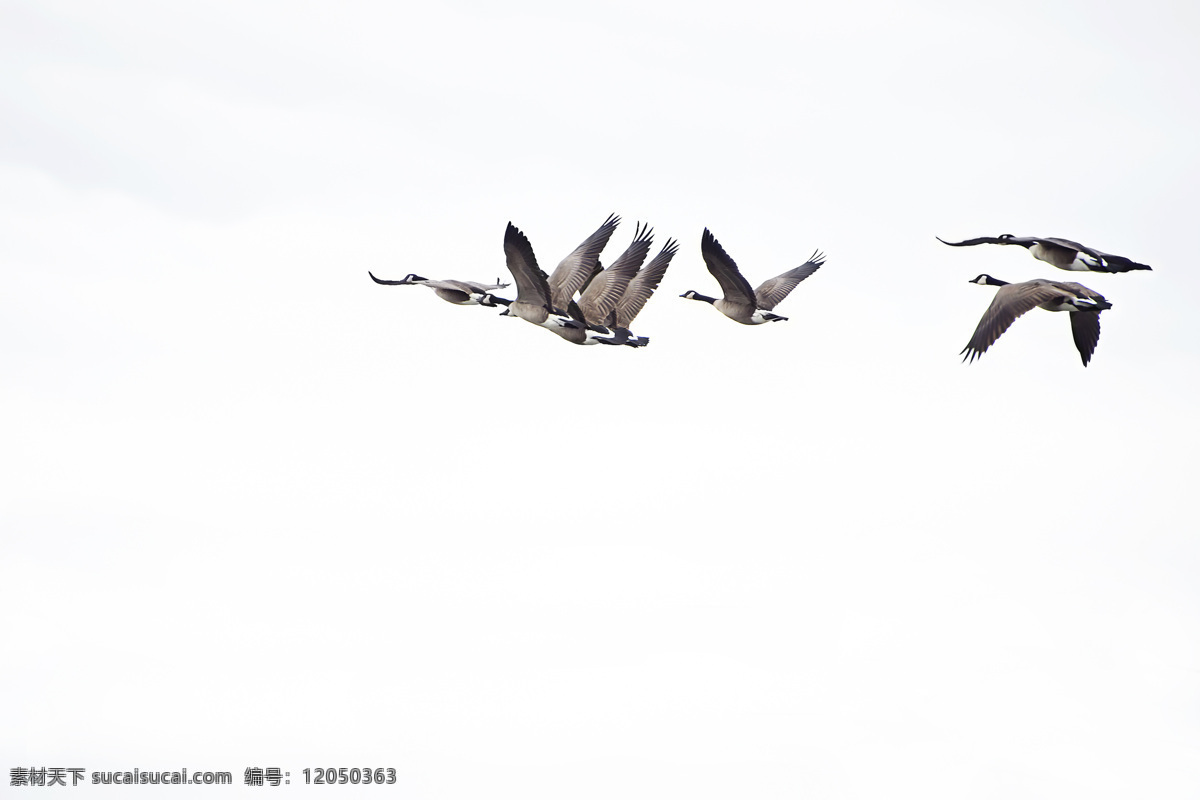 飞鸟 水鸟 海鸟 飞翔的鸟 大雁 海鸥 野鸭 天鹅 白鹤 鹅 动物 鸟类