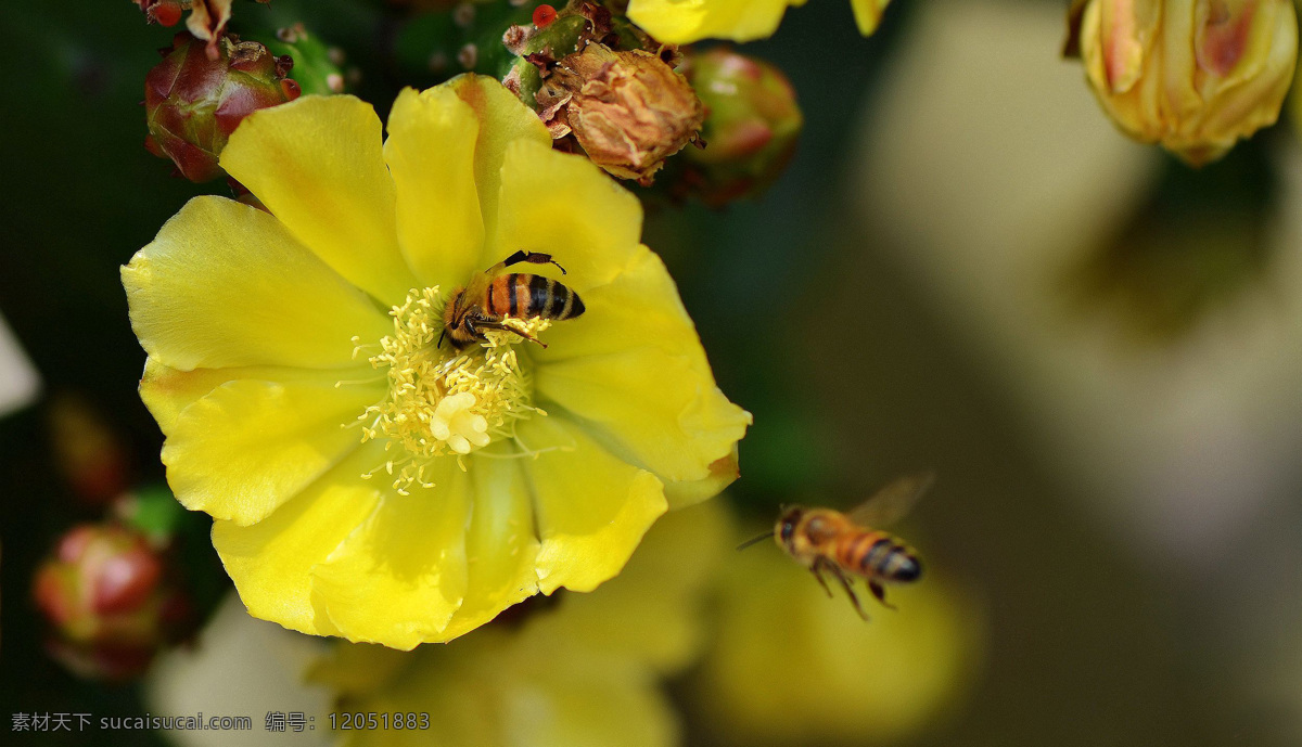 仙人掌 花 蜜蜂