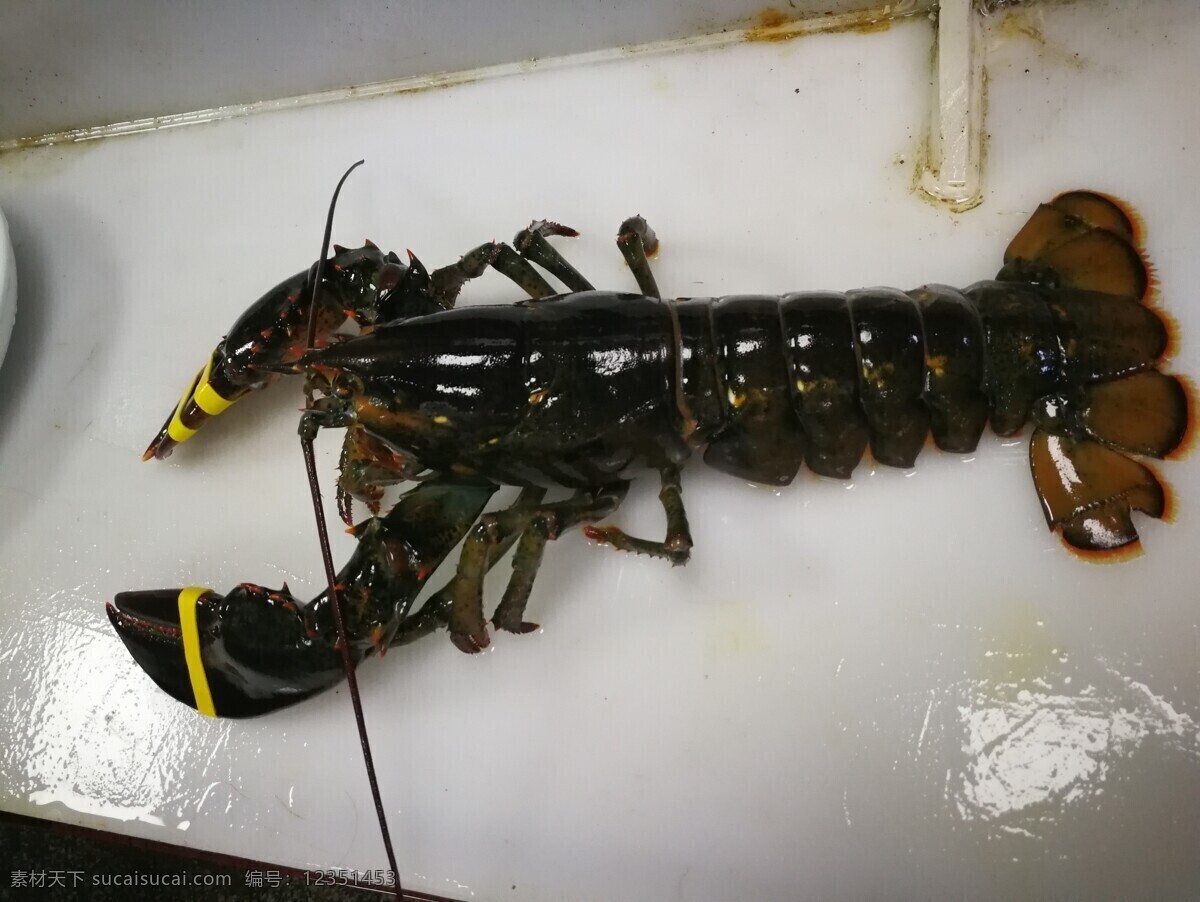 波斯顿龙虾 波龙 海鲜 美味 水产 龙虾 生物世界 海洋生物