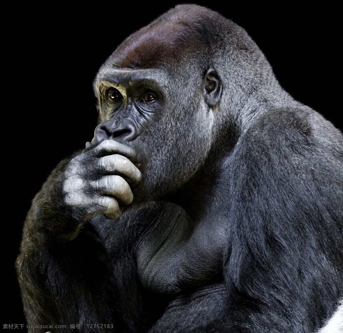 捂 嘴巴 大猩猩 特写 捂着嘴巴 大猩猩特写 动物 黑猩猩 近景 cc0 高清 生物世界 野生动物