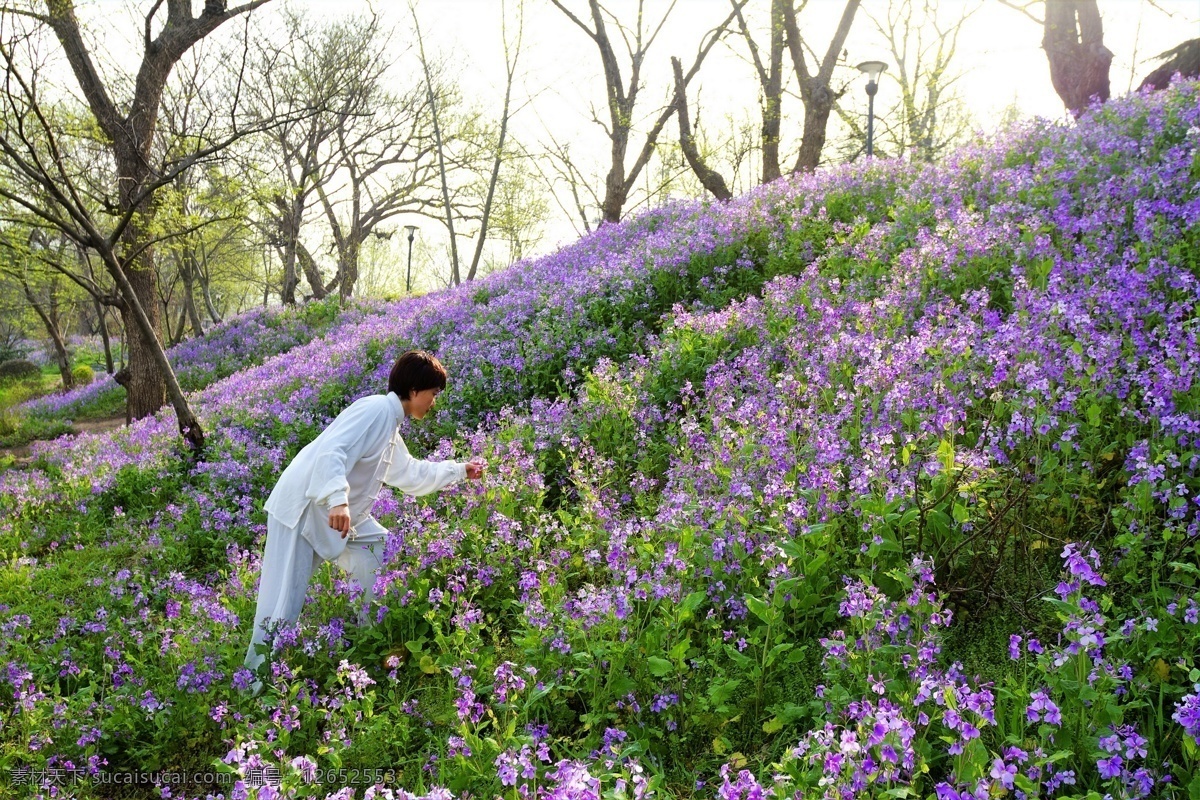 山花 烂漫 春天 二月兰 花草 花卉 生物世界 山花烂漫 白衣