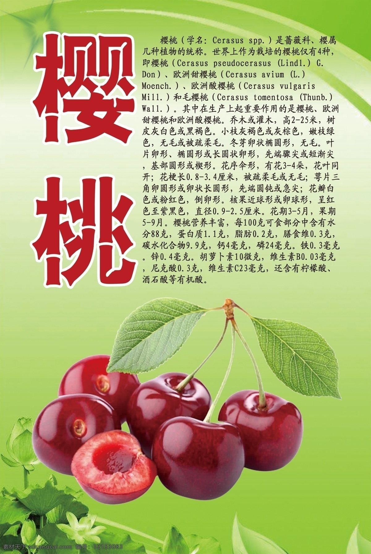 水果 文化 系列 樱桃 水果文化 展板模板