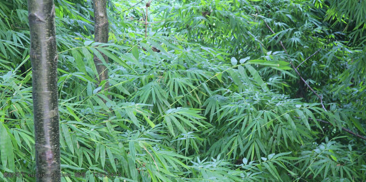 柳江 古镇 竹子 山水风景 竹 自然景观 绿调 矢量图 日常生活