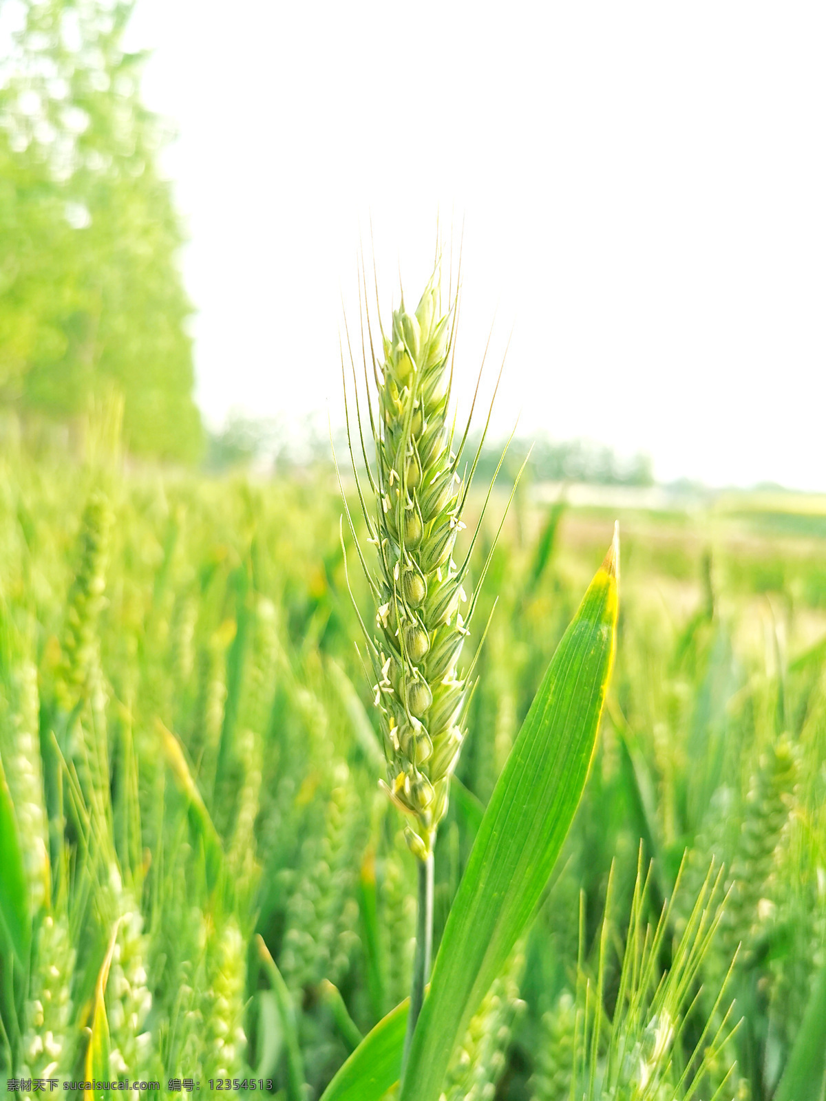 小麦 麦子 麦穗 小满素材 麦田 摄影图片 生物世界 花草