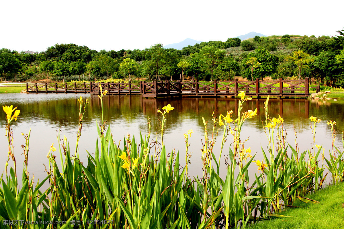 水生植物 黄花 栈桥 碧水 生态 生态水池 建筑园林 园林建筑