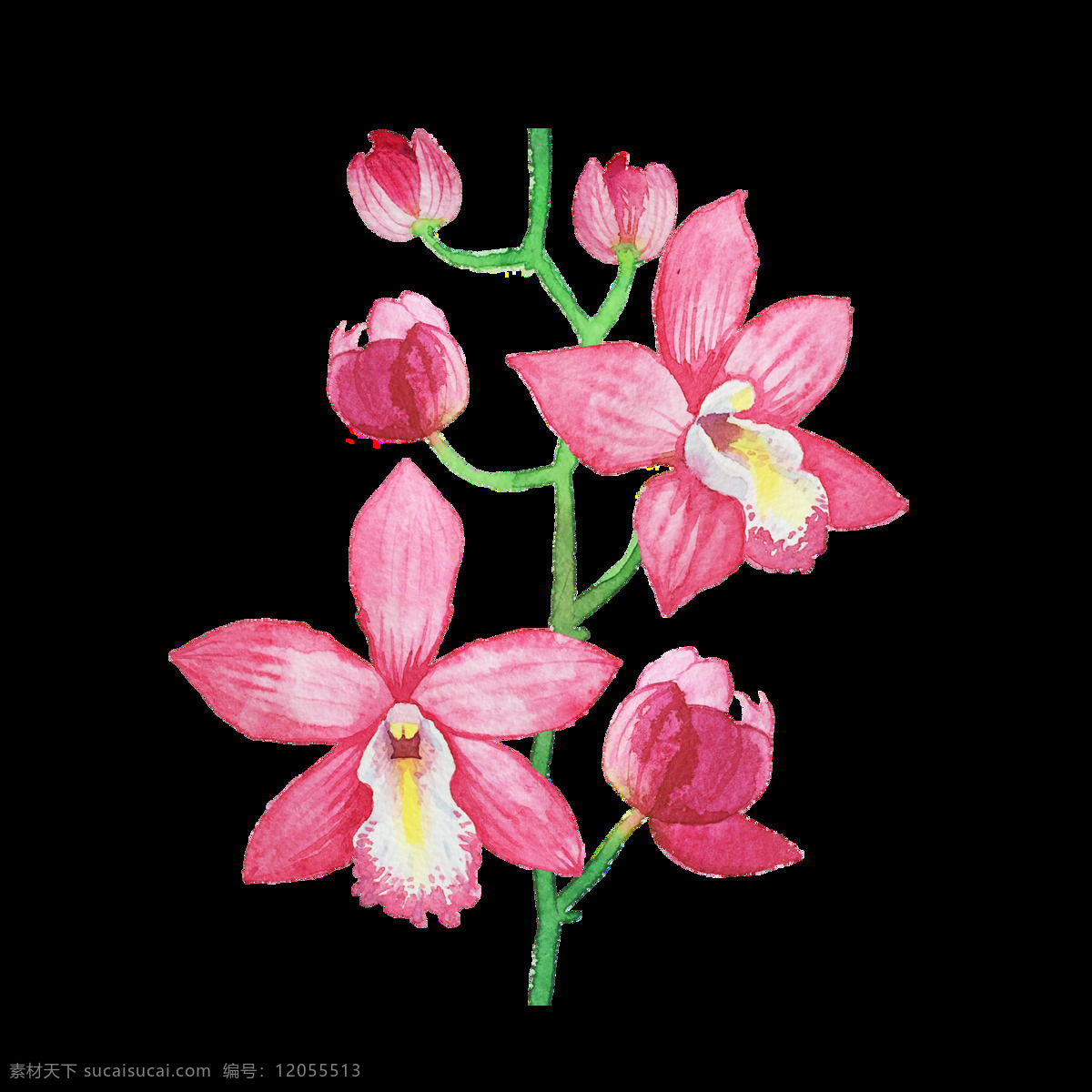 甜蜜 粉色 花卉 透明 装饰 抠图专用 设计素材