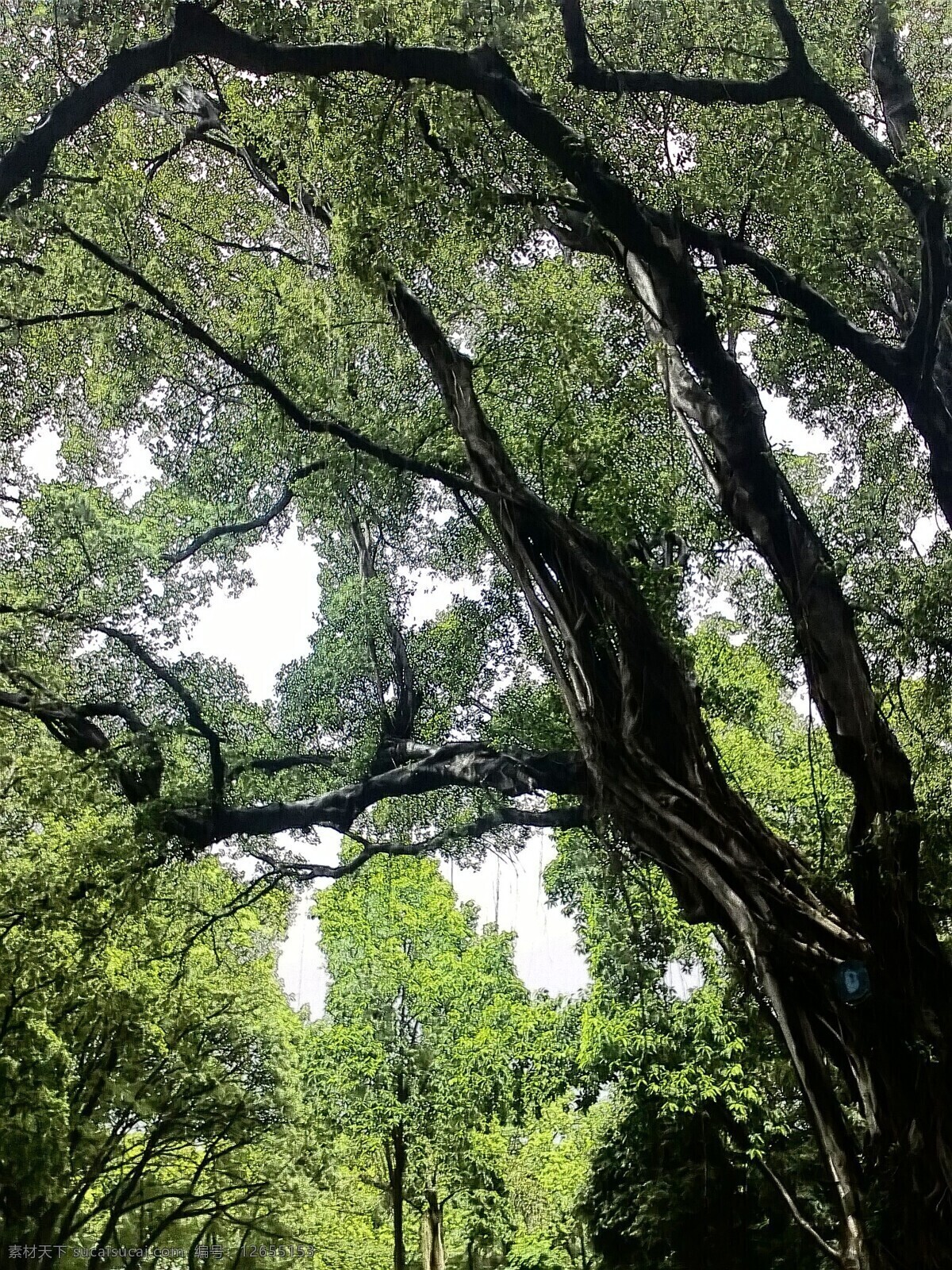 大榕树 佛山中山公园 榕树下 仰望 榕树 佛山 中山公园 游记 国内旅游 旅游摄影