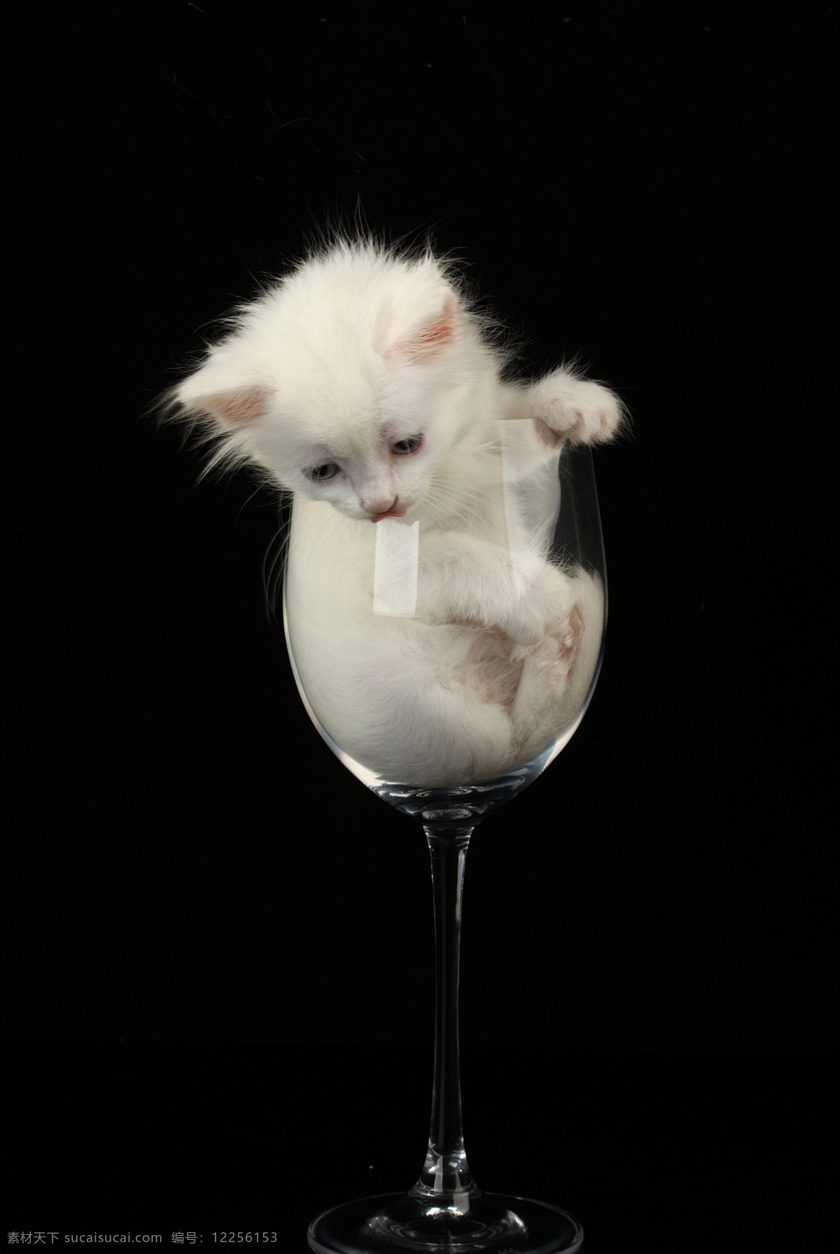 酒杯 里 低头 看 小猫 白锚 猫咪 宠物 猫科动物 野生动物 动物世界 陆地动物 生物世界 黑色