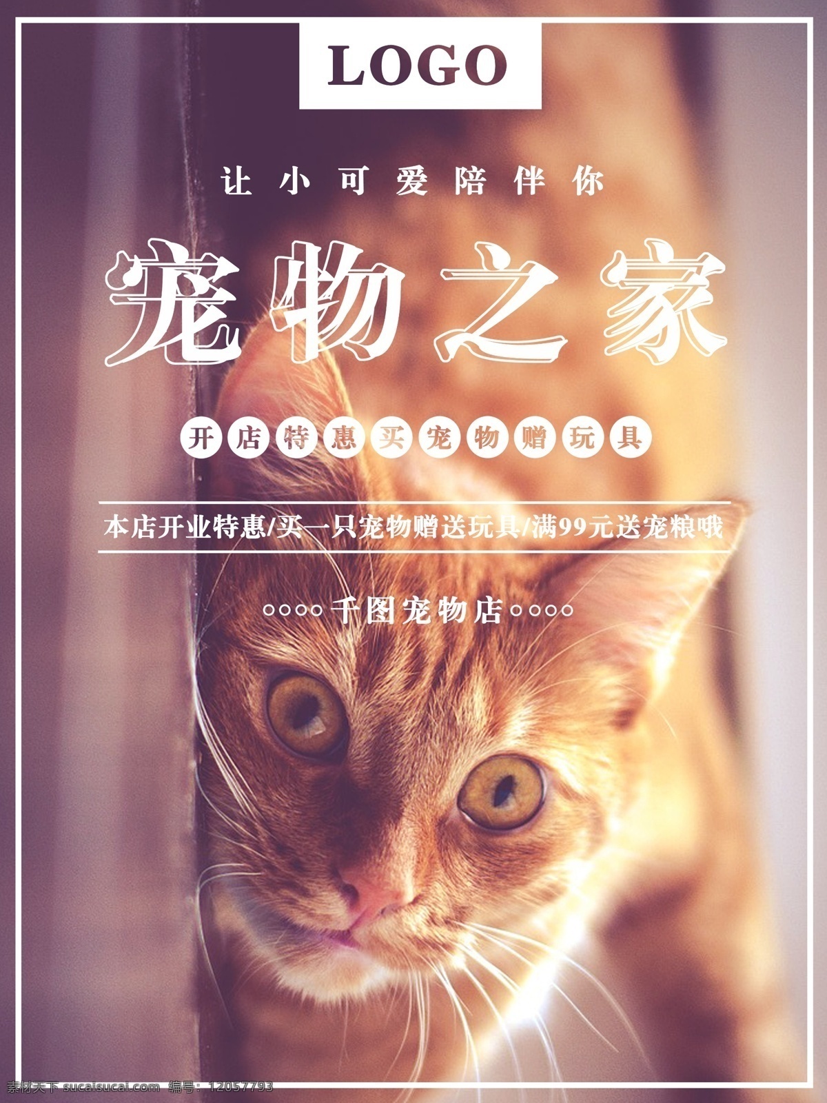 可爱 温馨 清新 萌 宠 宠物 猫 促销 海报 萌宠