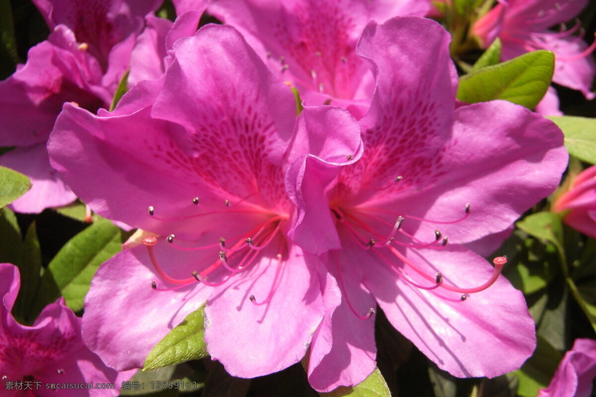 唯美 粉色 杜鹃花 高清 花卉 花朵 花草 植物